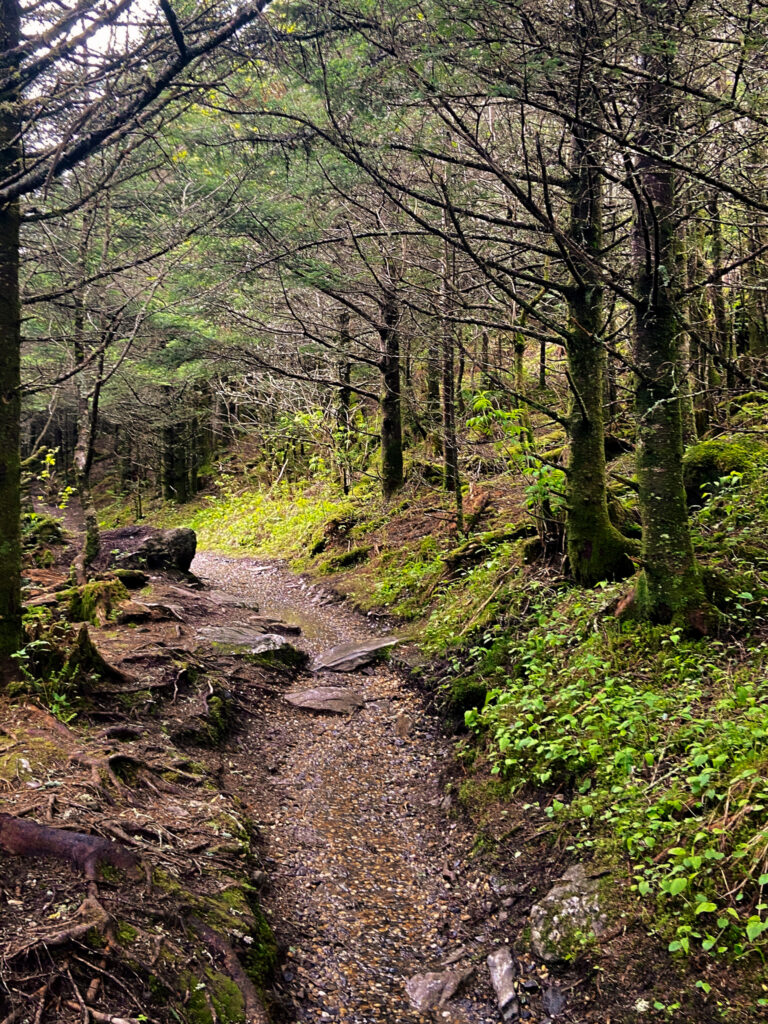 one of the trails at Mount Mitchell